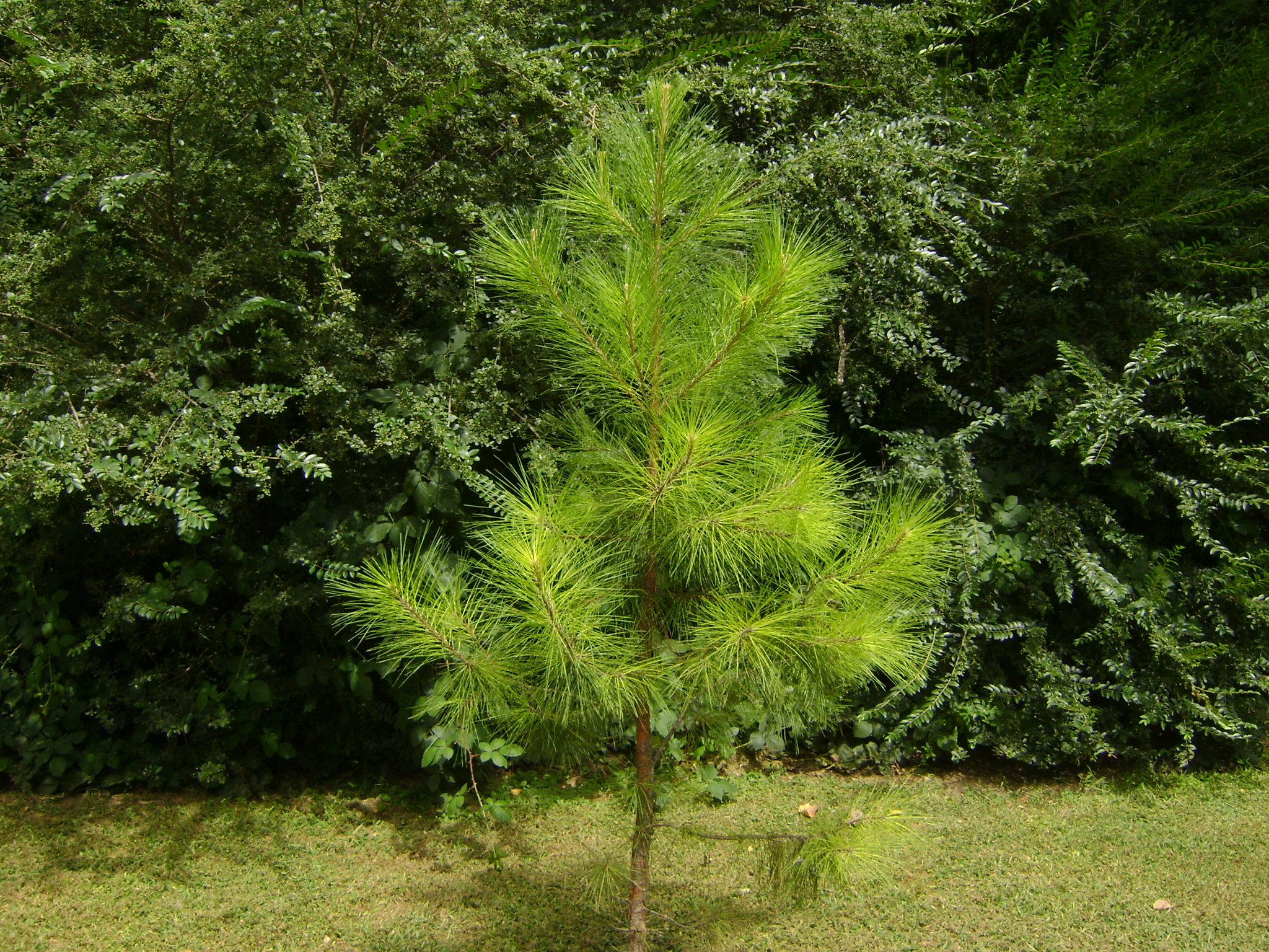 fotos/2011 - Los Reartes/DSC03234.JPG